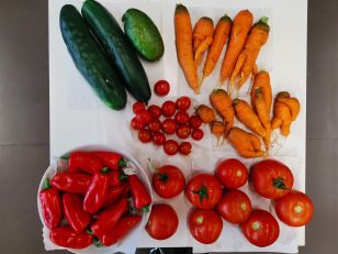 Erntezeit im Schulgarten