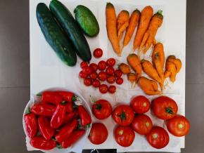 Erntezeit im Schulgarten