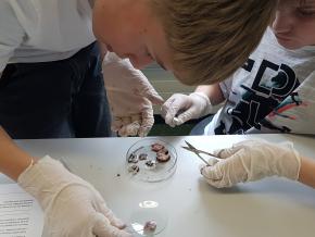 N&amp;T: Sezieren eines Schweineauges