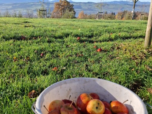 Apfelsaft-Abenteuer auf dem Archehof in Hildisrieden