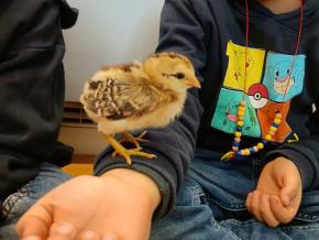 Nachwuchs im Kindergarten D – Küken sind geschlüpft!