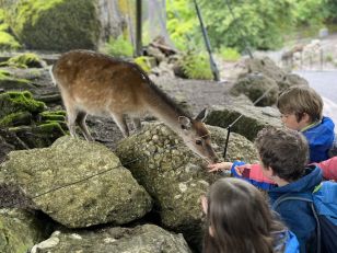 Schulreise 1./2. Klassen im Tierpark Goldau