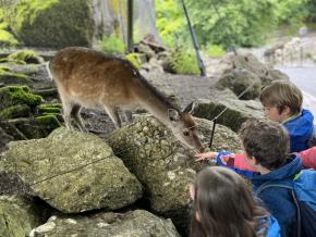 Schulreise 1./2. Klassen im Tierpark Goldau