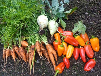 Unsere Hochbeetsaison – pflanzen, pflegen, probieren