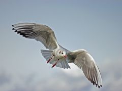 Aktuelle Informationen zur Vogelgrippesituation Schweiz